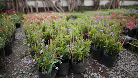 colorful flowers in plant pots outdoors