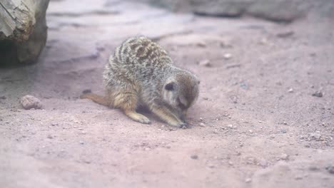 meerkats searching for food and eating, meerkats feeding themselves