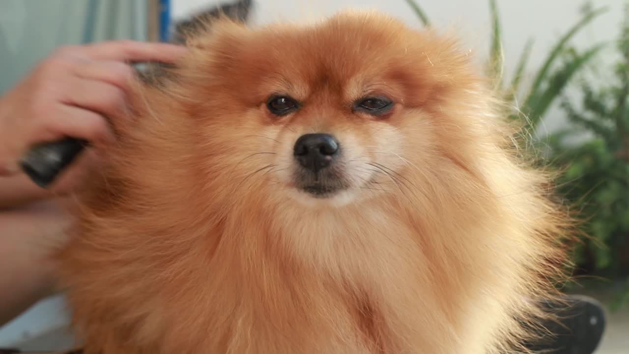 novio de la mano, cepillo de perro miniatura pomeranian naranja, soporte, esponjoso, pelaje