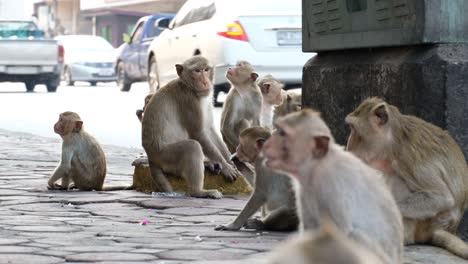 thai macaques gathering and sitting around the street corner in thailand - medium shot