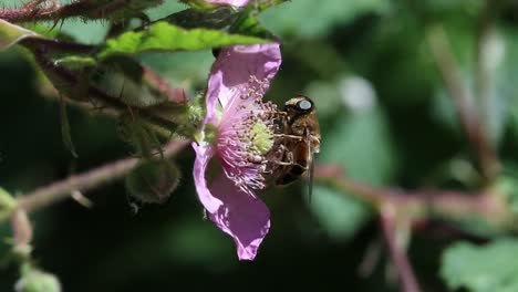 Una-Mosca-Voladora-Alimentándose-De-Una-Flor-De-Zarza