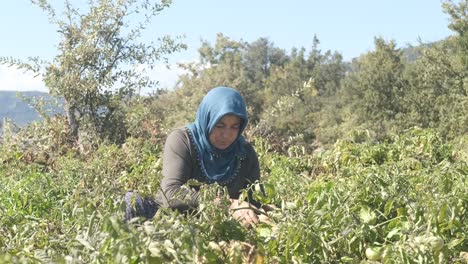 woman  picking vegetables