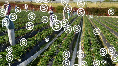 dollar signs animating over farmers working in strawberry field