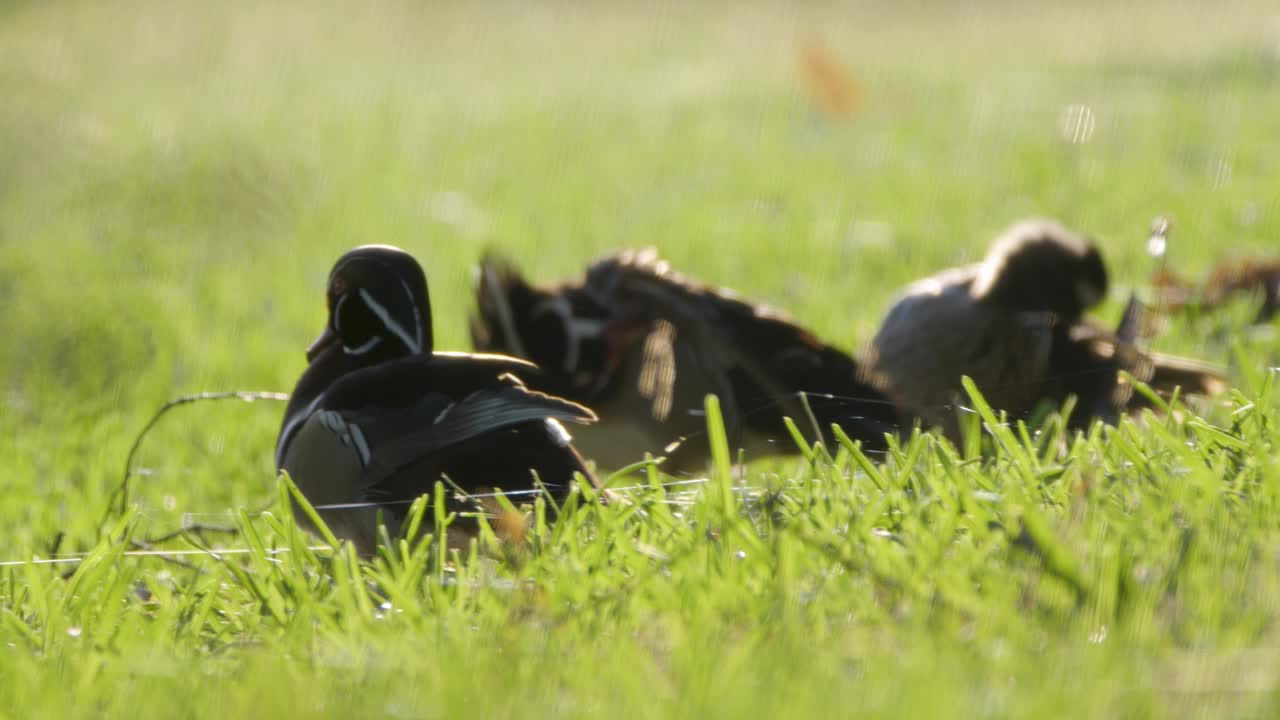 나무 오리 들 이 초록 잔디 에 앉아 털 을 청소 하고 있다
