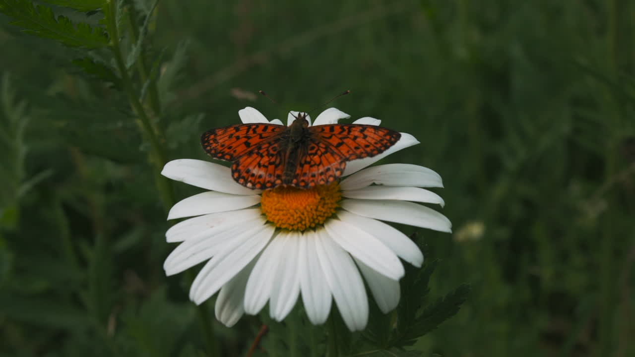 Farfalla su una margherita