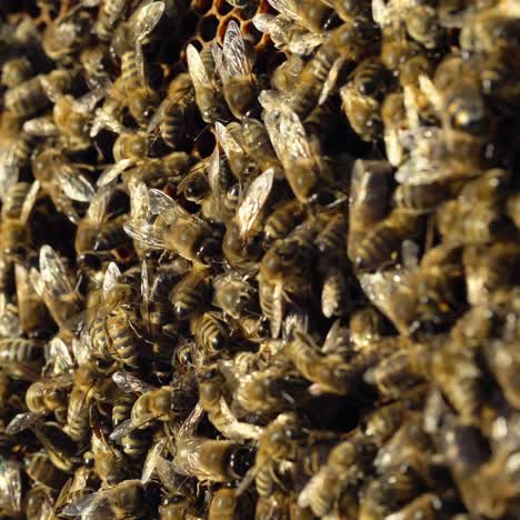 beehive in the apiary. bees collect nectar. life inside the hive. apiary concept. close-up