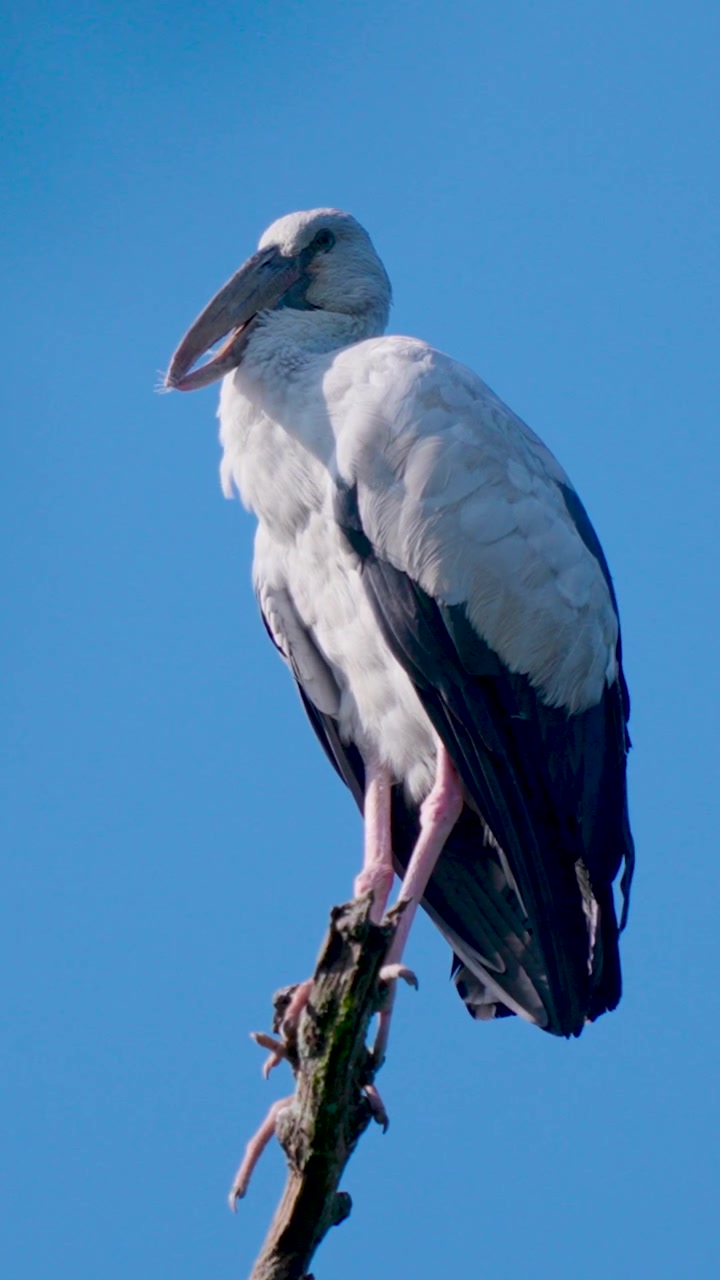 Uno scatto dettagliato di una cicogna becco aperto asiatica che riposa su un ramo d'albero secco contro un cielo azzurro brillante, ideale per documentari sulla natura e sulla fauna selvatica.