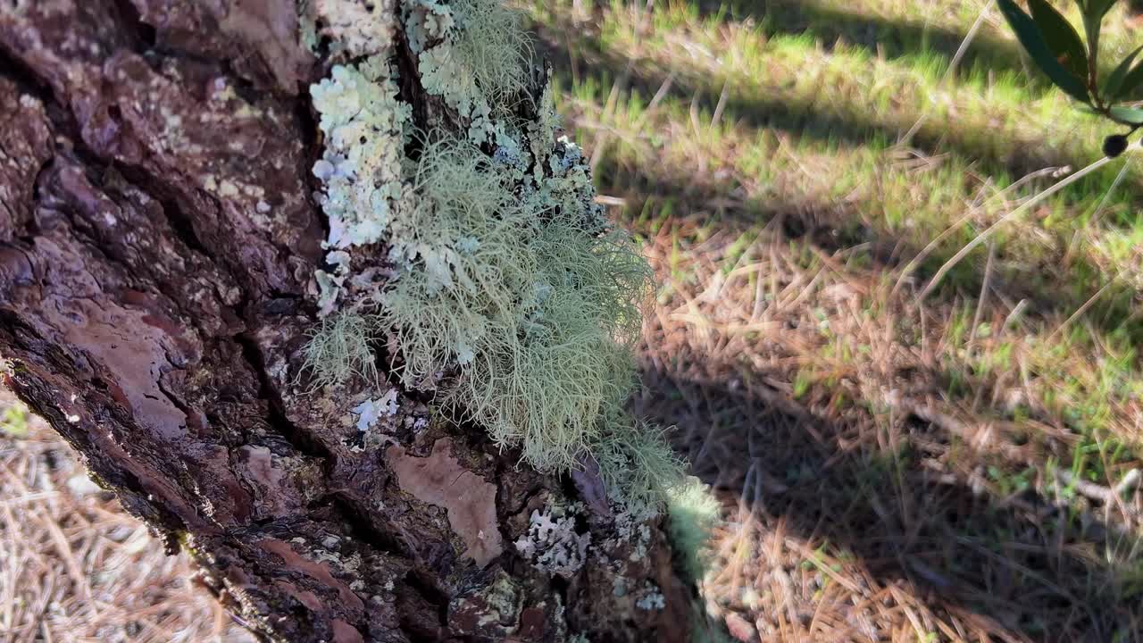 Un minuscolo ecosistema di diversi licheni che prosperano sulla corteccia ruvida dell'albero