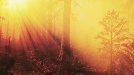 mysterious fairy tale deep magic forest