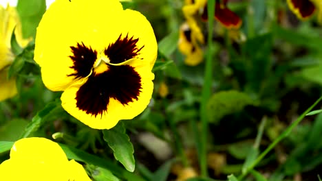 yellow spring flower on the flowerbed