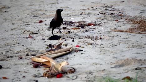 el pájaro cuervo está buscando comida.