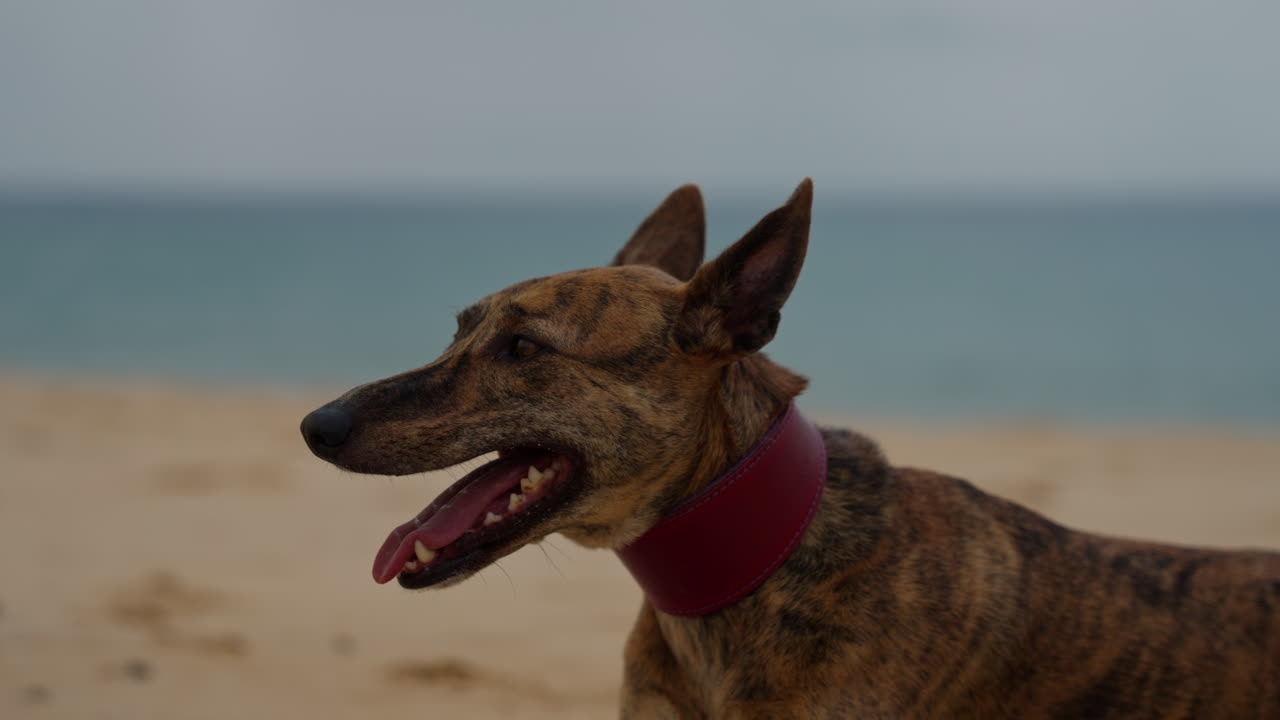 Close up of a Dog on the beach