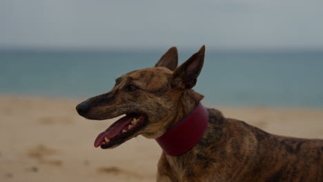 close up of a dog on the beach