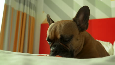 adorable bulldog francés en una cama, lame juguetón sus labios con una mirada de anticipación