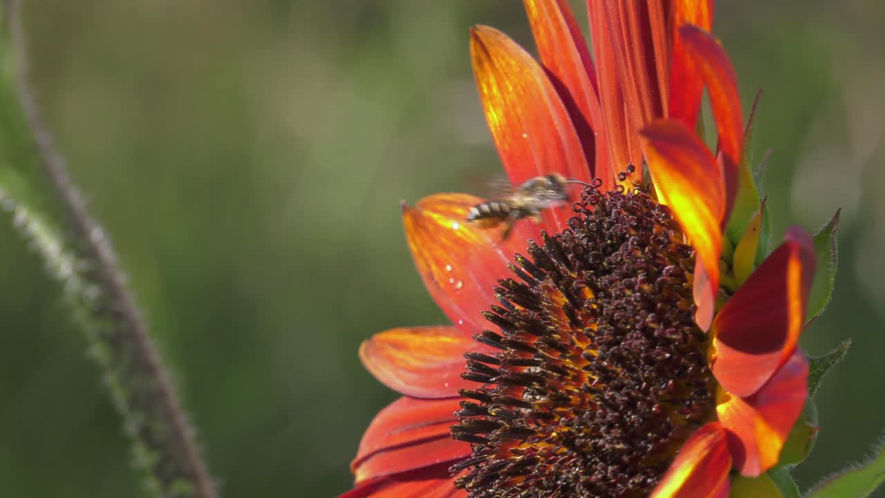 honeybee landing on orange sunflower, slowmo, macro nature, flying insects hovering