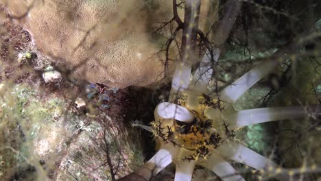 Close-up-of-a-sea-cucumber-feeding-at-night-on-plankton-on-a-coral-reef