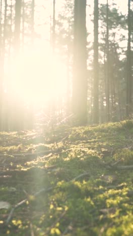 sunlight filtering through forest