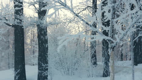 Snow-covered-tree.-Snow-falling-from-tree.-Snowy-trees-in-winter.-Shaking-tree