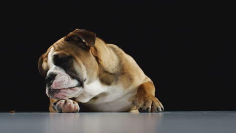 retrato de estudio de un cachorro de bulldog contra un fondo negro