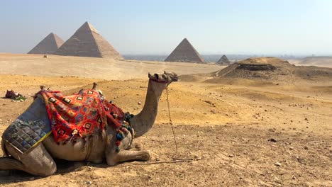 increíbles imágenes cinematográficas de 4k de un camello tirado en el desierto frente a las tres pirámides sagradas de giza en egipto