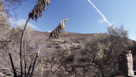 burned palms with burned mountain behind in malibu california