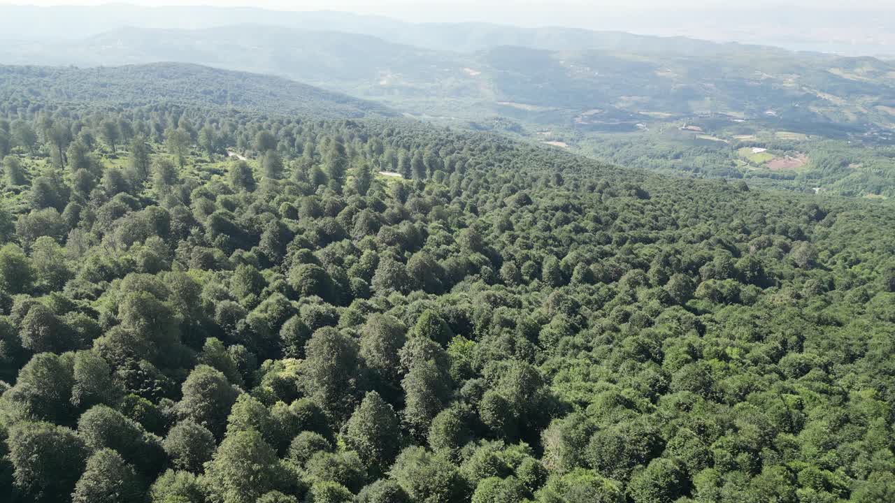 Overhead shot of trees in a forest in windy weather
