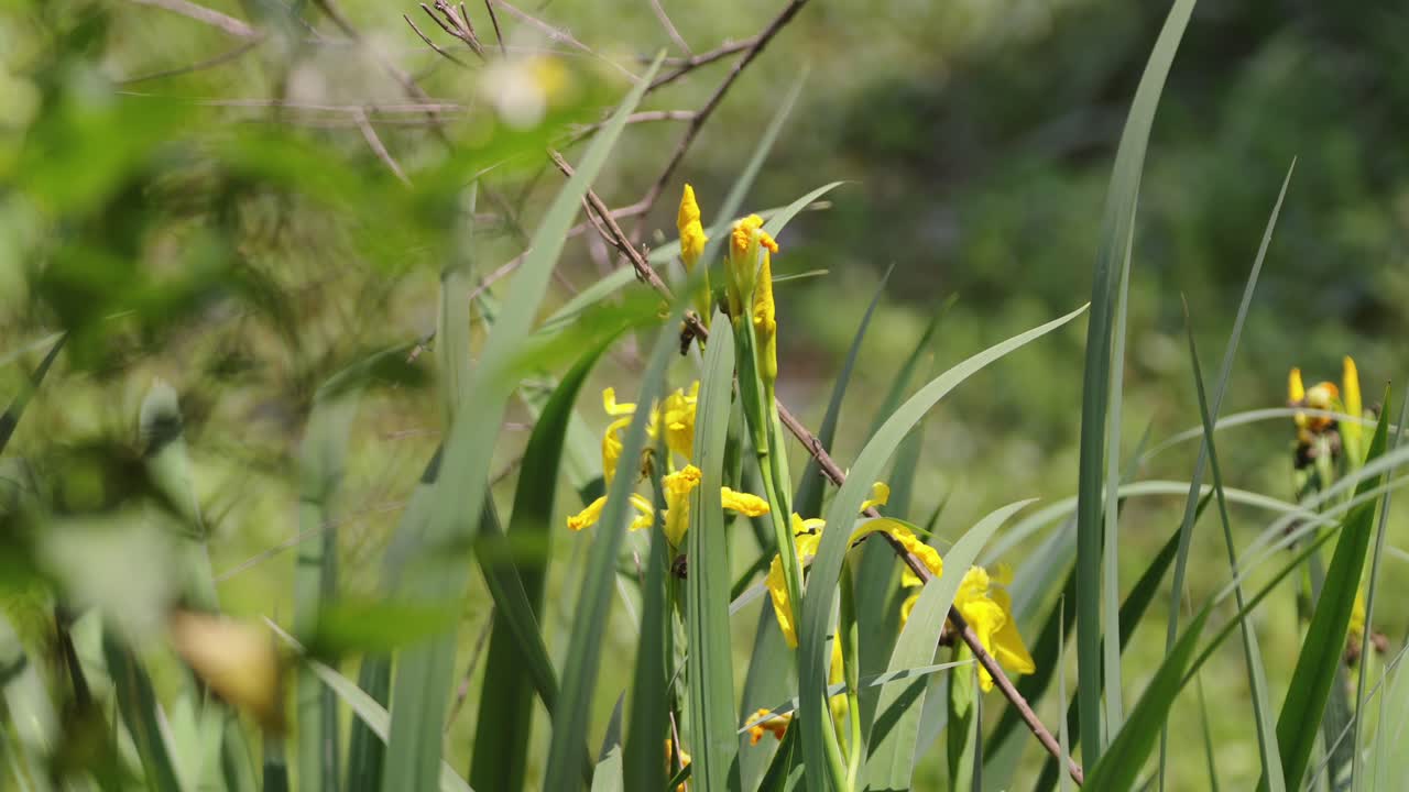 Still closeup shot of vibrant yellow iris flowers glowing under sunlight in Argentina
