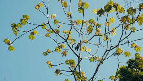 monkey in a tree