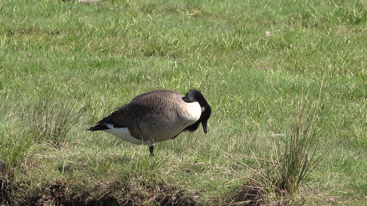 Wet Canada Goose on Grass