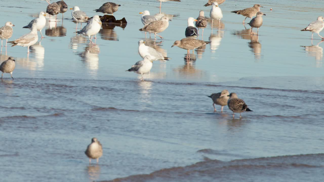 Seagulls gather and forage on wet sand in soft daylight, gentle waves reflecting blue sky