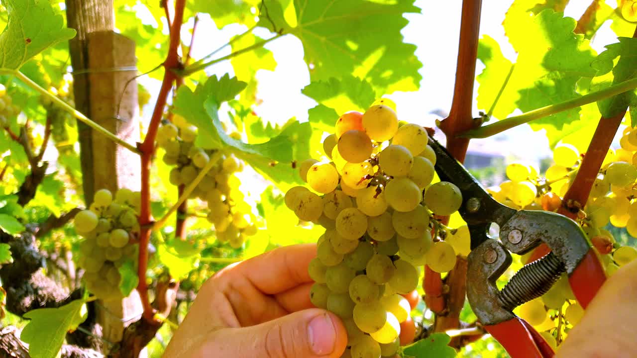 Cutting a bunch of Sauvignon grapes from a vine using scissors.