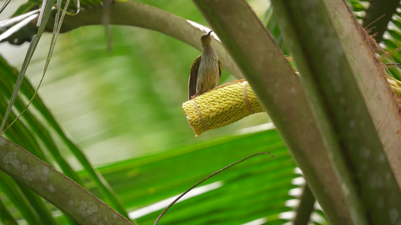 un pequeño pájaro cazador de arañas o arachnothera longistra chupa agua azucarada de las flores del coco