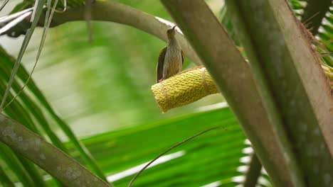 un pequeño pájaro cazador de arañas o arachnothera longistra chupa agua azucarada de las flores del coco