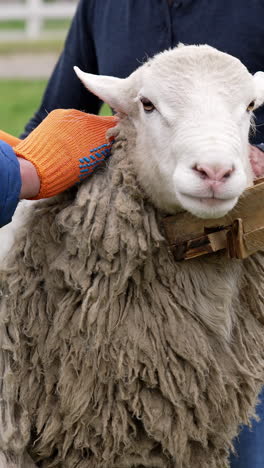 shearing a sheep