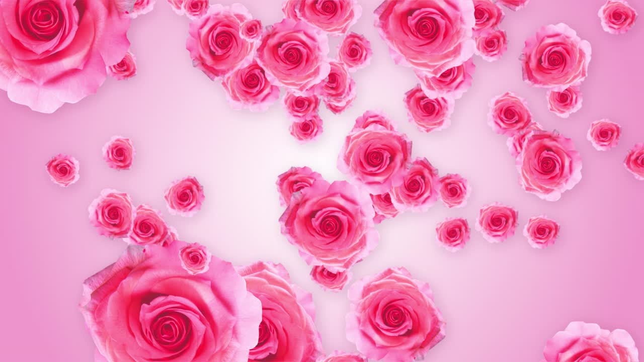 Beautiful spring summer floral background with pink rose flower moving 3d animation used for