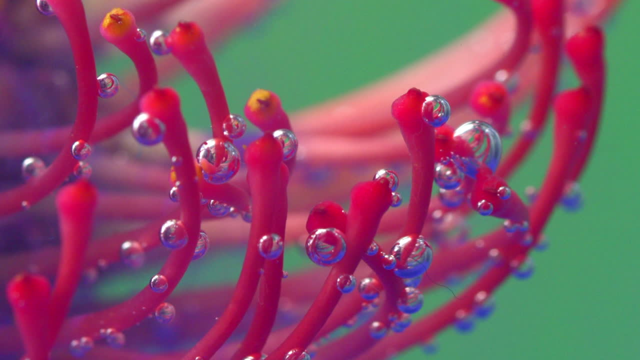 수중 핀 쿠션 프로테아와 거품