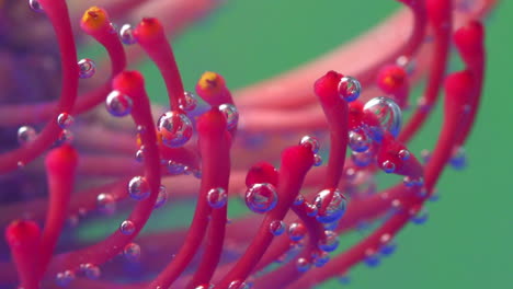 underwater pincushion protea with bubbles