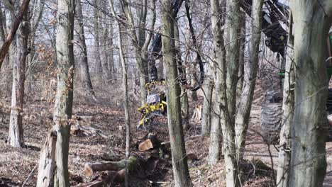 Mechanical-hydraulic-arm-of-forest-harvester-about-to-fell-small-tree