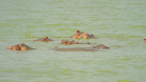 group of hippos swimming in deep lake keeping cool with their eyes above water