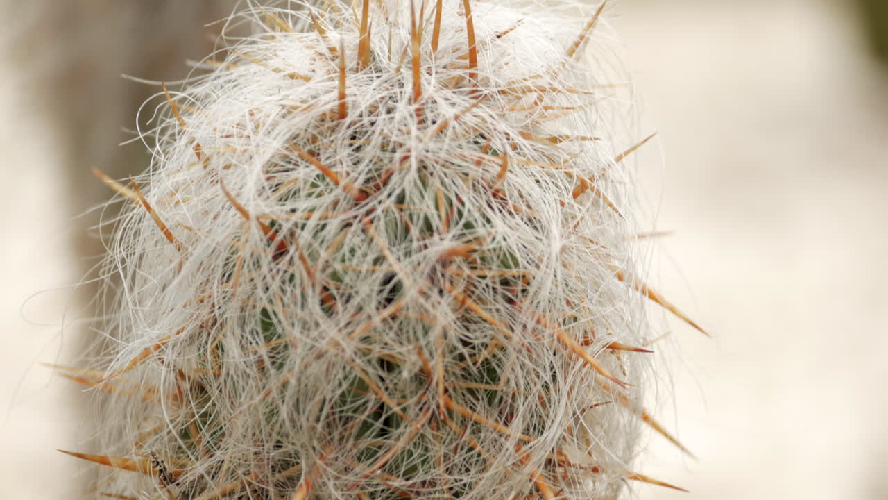 espostoa superba 선인장