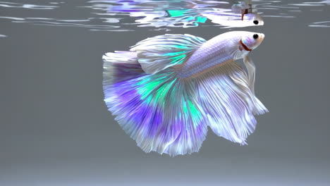 white betta fish with vibrant fins