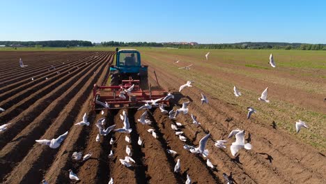 agricultural work on a tractor farmer sows grain. hungry birds are flying behind the tractor, and eat grain from the arable land.