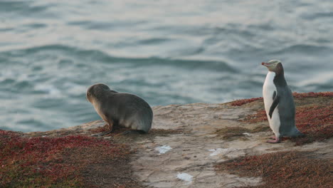 adorable seal pup and yellow-eyed penguin at sunrise in katiki point, new zealand