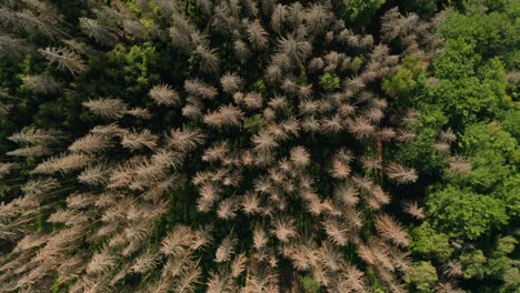 Top-view-of-dead-dry-spruce-forest-hit-by-bark-beetle-in-Czech-countryside-surrounded-by-logs-of-fell-down-trees