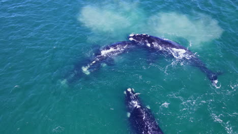 bulls descend on southern right whale cow to compete for mating rights, aerial