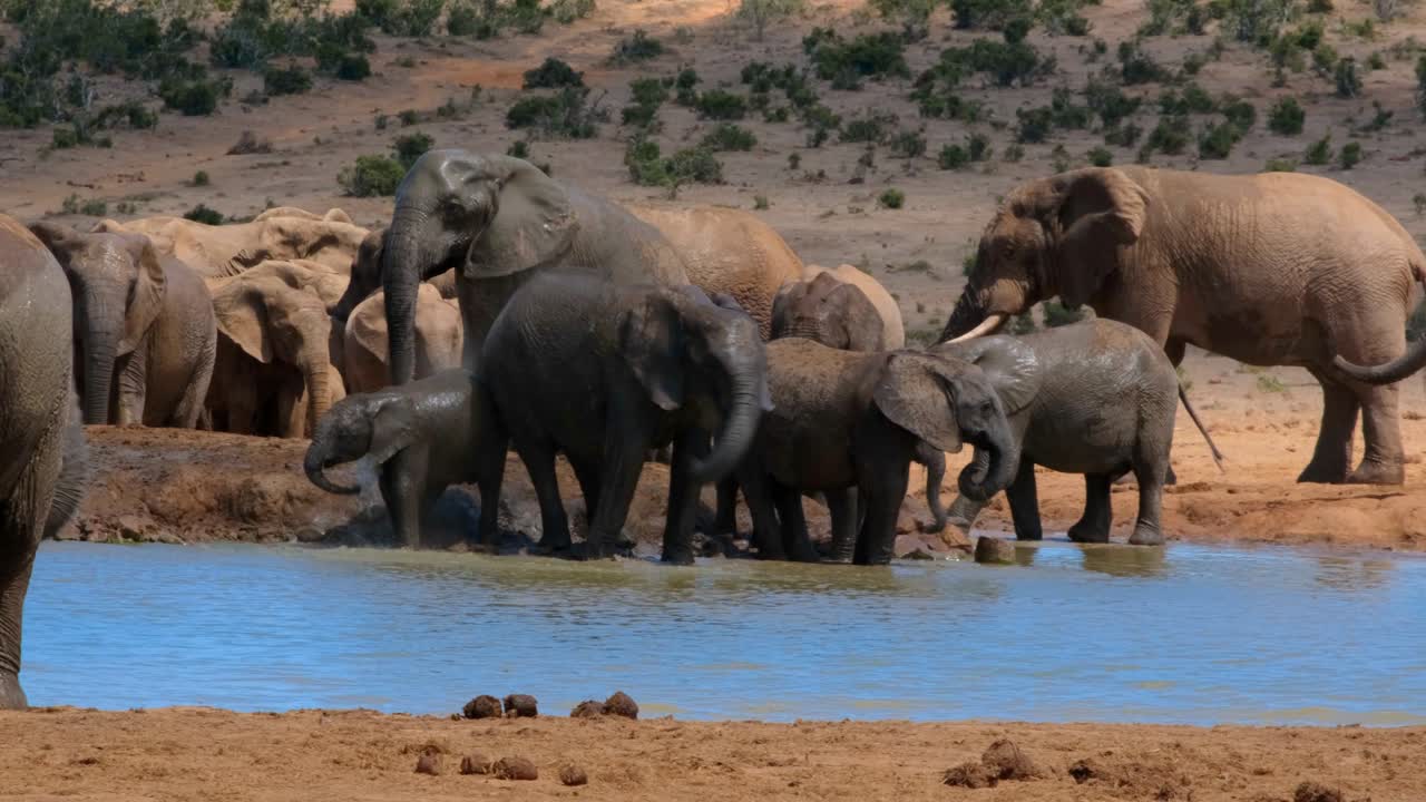 Herd of African Elephants at a Waterhole