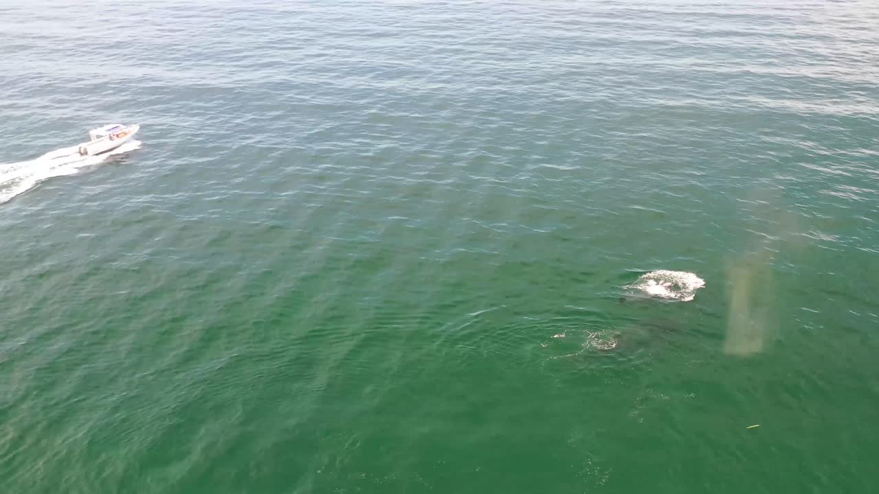 태평양의 잔잔한 푸른 바다에서 함께 헤엄치는 엄마와 아기 혹등고래의 공중 전망, 혹등고래 분출, 혹등고래와 새끼