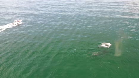 Aerial-view-of-a-mother-and-baby-humpback-whale-swimming-together-in-calm-blue-ocean-water-of-Pacific-ocean,-humpback-whale-spouting,-humpback-whale-with-its-child