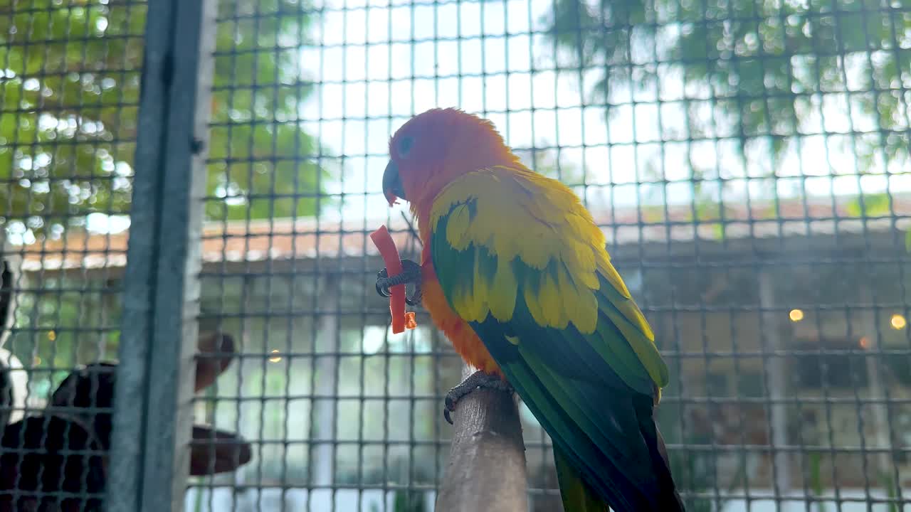 시장 케이지 에 앉아 있는 다채로운 무새