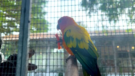 loro colorido posado en una jaula del mercado